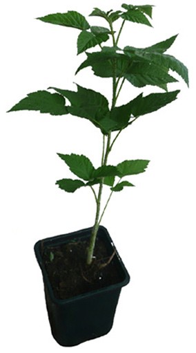 Himbeere \'Fallgold\' Pflanzen günstig kaufen direkt aus der Baumschule